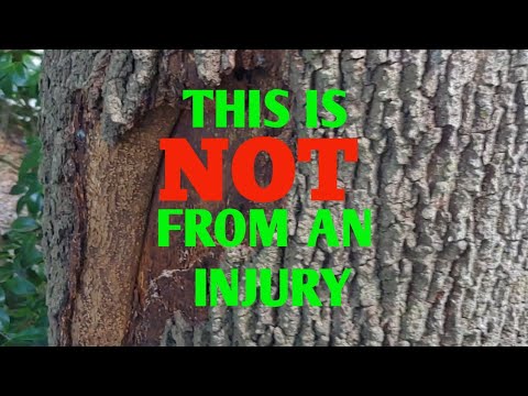 Why your Bark is peeling of your tree.