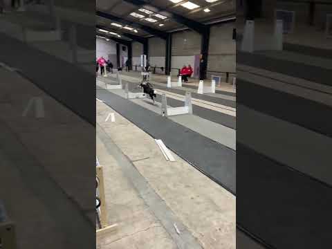 High Speed Dogs Race at Flyball Competition || ViralHog