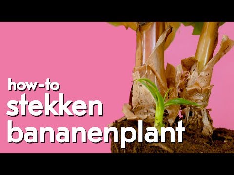 Hoe kan je de bananenplant stekken?