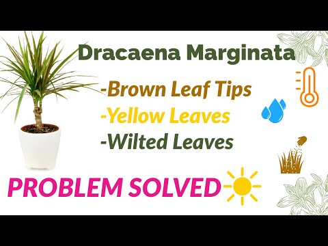 Dracaena Marginata: Brown Leaf Tips, Yellow leaves & Wilted leaves (Solutions)