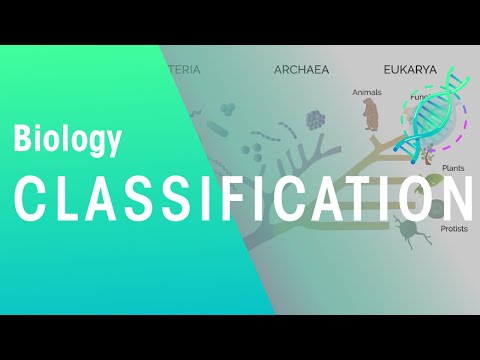 How Are Organisms Classified? | Evolution | Biology | FuseSchool