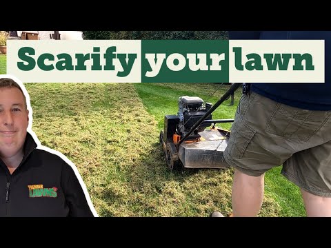 How to scarify your lawn step by step