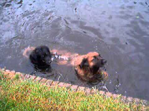 leonberger- x berner sennen