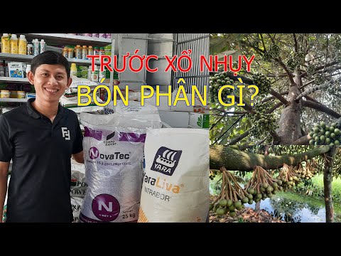 Bón phân gì cho sầu riêng trước xổ nhụy để tăng đậu trái, hạn chế rụng trái nhất?