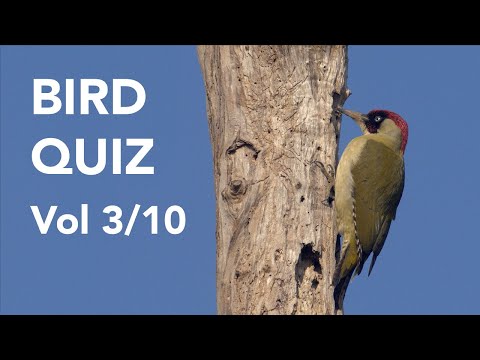 QUIZ 10 BIRD SPECIES Volume 3 Lumix GH4/GH5 4K