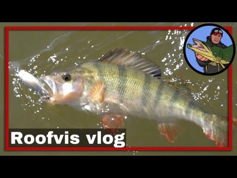 🎣 5 TIPS, HOE JE SUCCESVOL KUNT VISSEN OP ROOFVIS | snoek | snoekbaars | baars | roofblei | #28