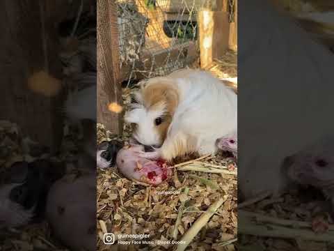 Guinea pig giving birth and cleaning and stimulating