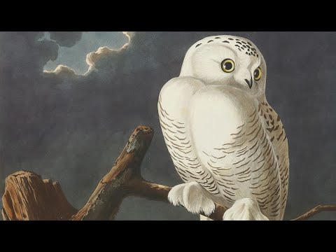 How Audubon’s Birds of America Changed Natural History