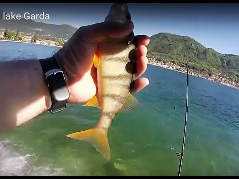 Perch fishing on lake Garda