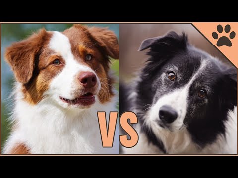 Border Collie vs Australian Shepherd - DIFFERENCES