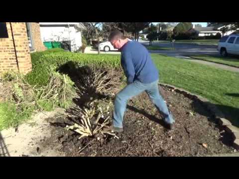 Digging up a Tree or Shrub - Garden Shovel