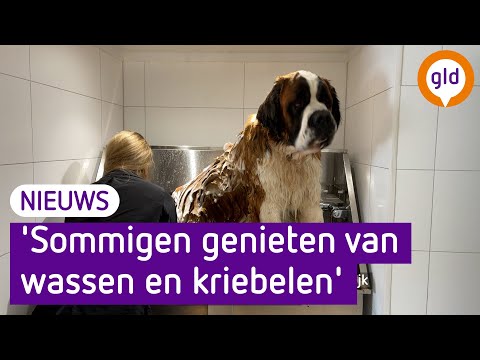 Gekkenhuis bij Gelderse hondentrimmers: 'Het blijft maar aanstromen'