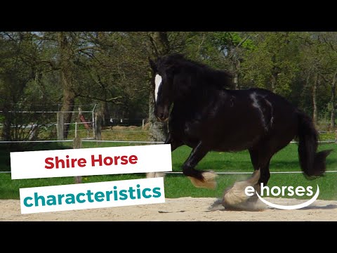 Shire Horse | characteristics, origin & disciplines